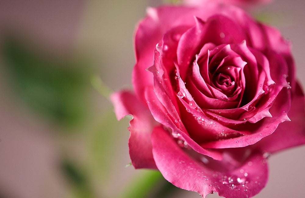 100mm F2.8 Full Frame Macro - Rokinon