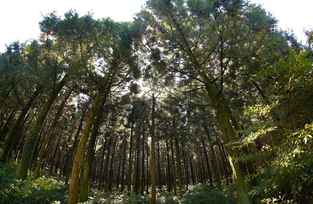 12mm F2.8 Full Frame Fisheye - Rokinon