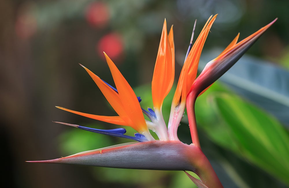 135mm T2.2 Full Frame Telephoto Cine DS - Rokinon