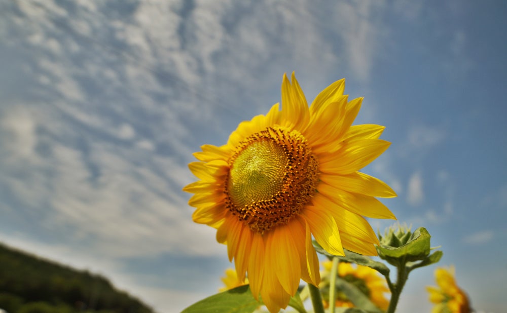 14mm F2.8 Full Frame Ultra Wide Angle - Rokinon