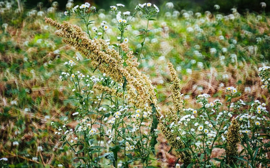 300mm F6.3 Catadioptric Compact Telephoto for Mirrorless Cameras - Rokinon