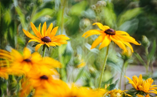 300mm F6.3 Catadioptric Compact Telephoto for Mirrorless Cameras - Rokinon