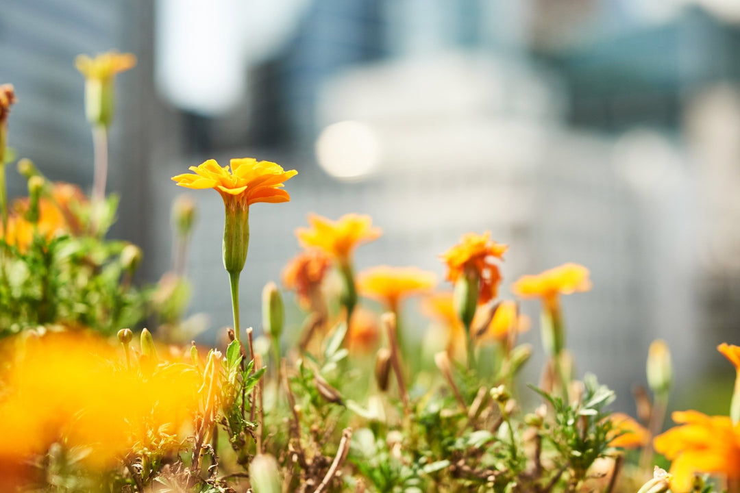 35mm F1.2 High Speed Wide Angle - Rokinon