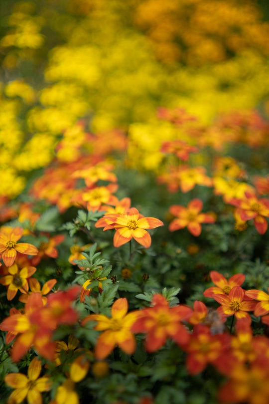 35mm F1.8 AF Compact Full Frame Wide Angle with Lens Station (Sony E) - Rokinon