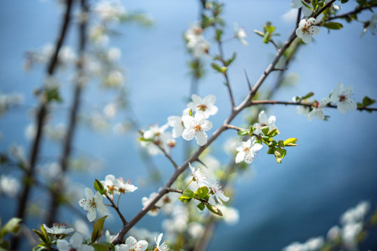 45mm F1.8 AF Compact Full Frame (Sony E) - Rokinon