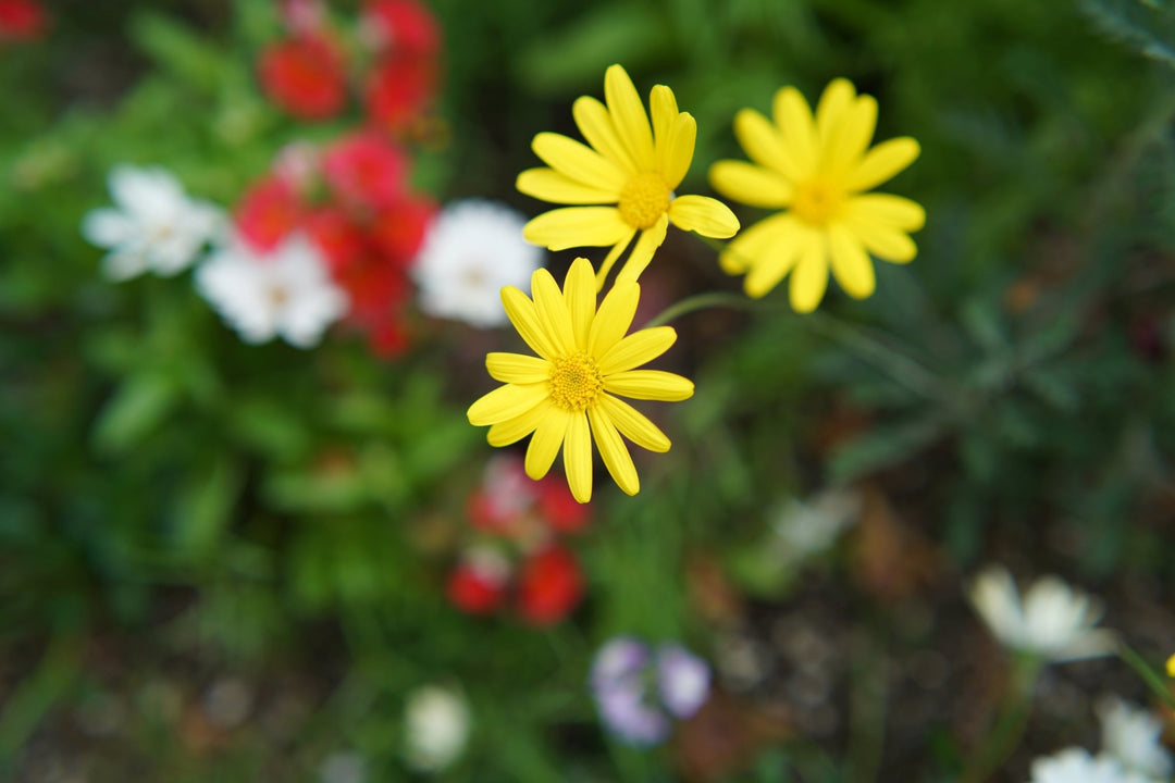 50mm F1.4 AF Full Frame (Sony E) - Rokinon