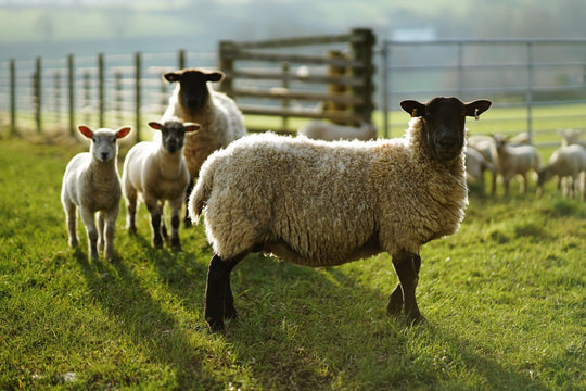 85mm F1.4 AF Full Frame Telephoto with Lens Station (Sony E) - Rokinon