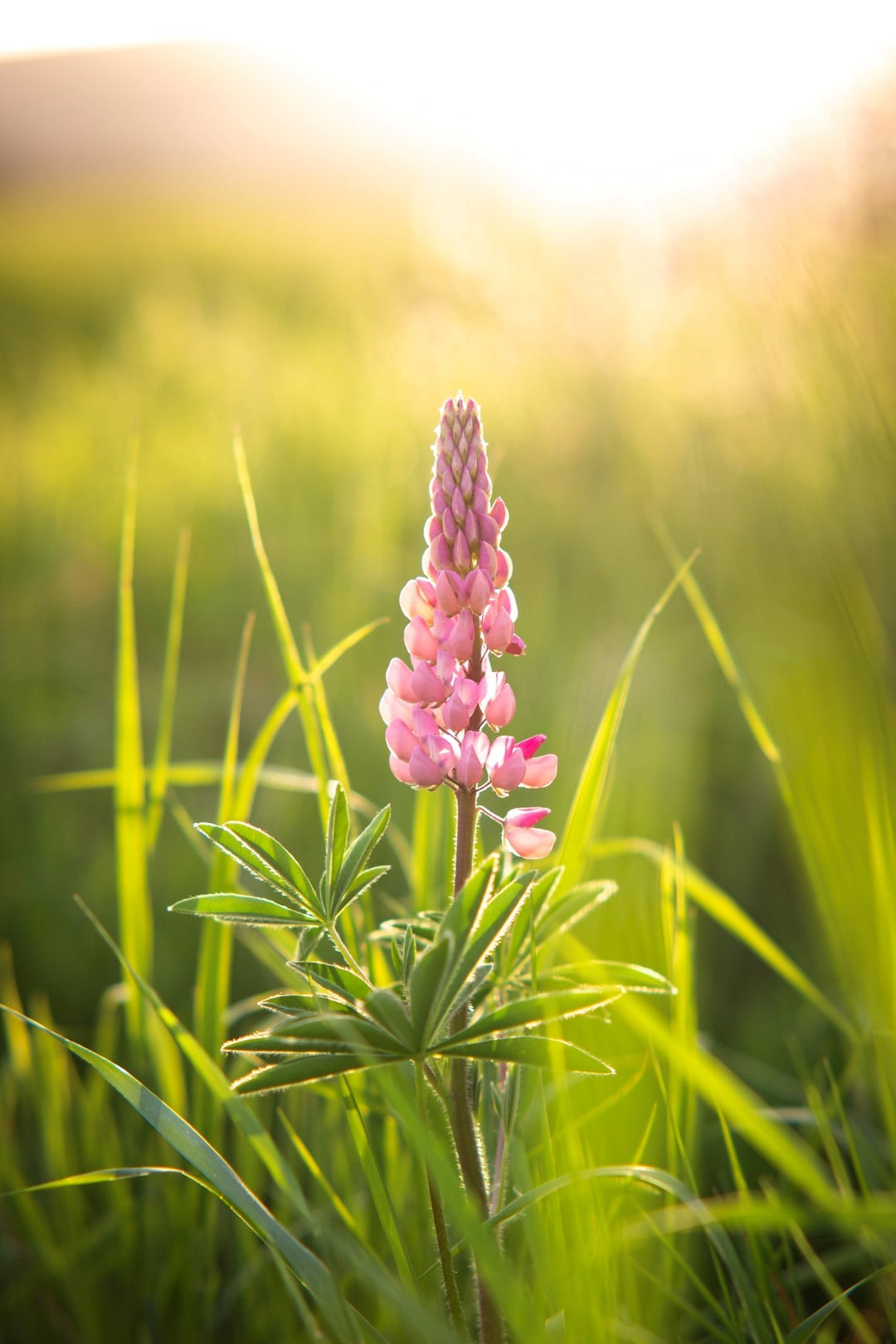 85mm F1.4 AF High Speed Full Frame Telephoto with Lens Station (Canon EF) - Rokinon