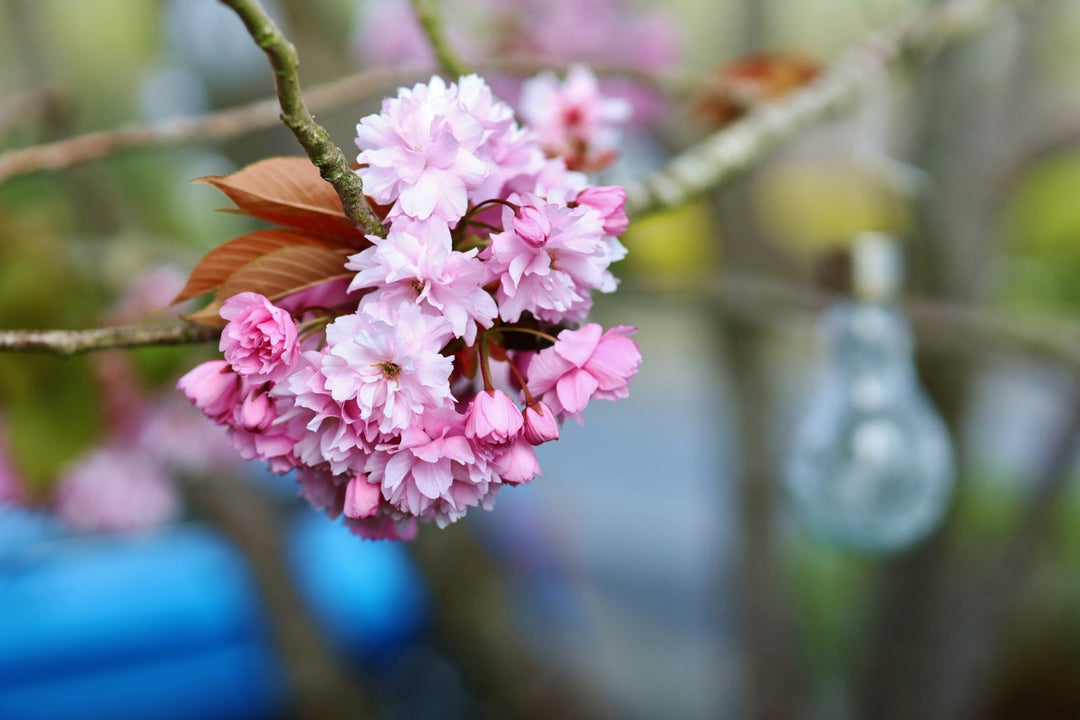 85mm F1.4 SERIES II High Speed Full Frame - Rokinon